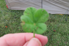 Helens-4-leaf-Clover